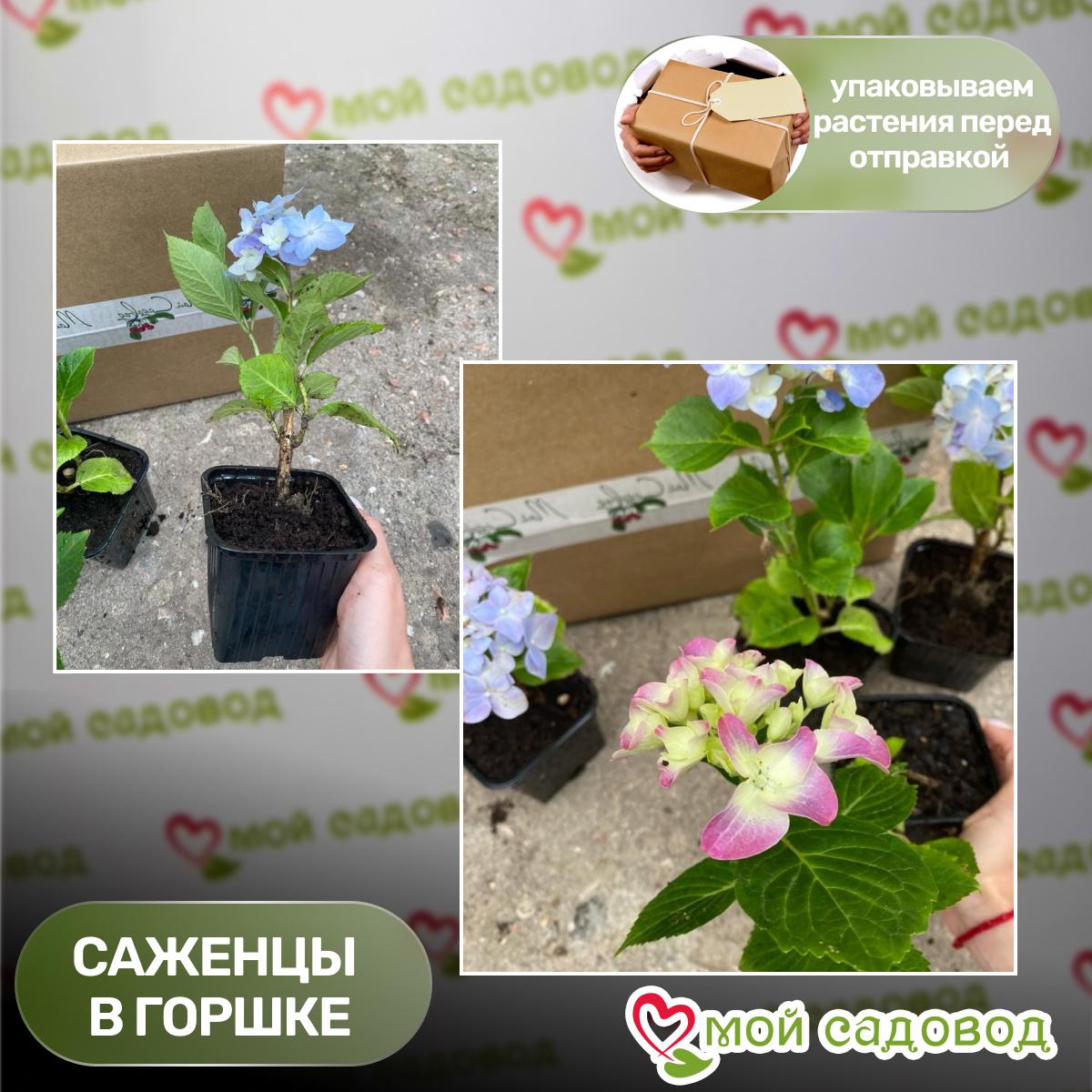 Гортензия макрофила Сноуболл (Snowball)