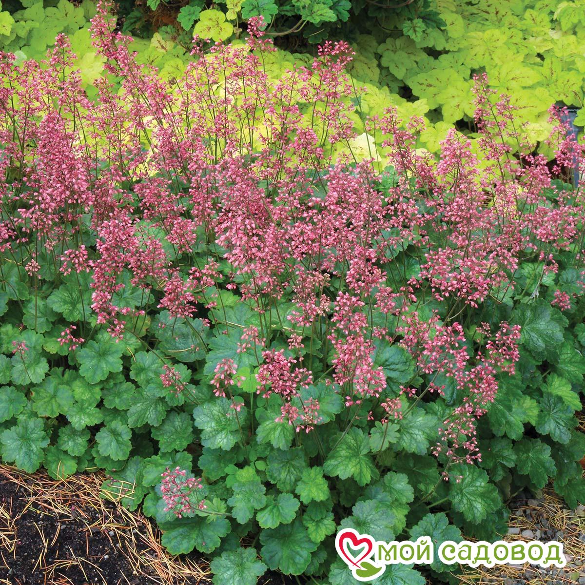 Гейхера Литтл Кьюти Пепперминт