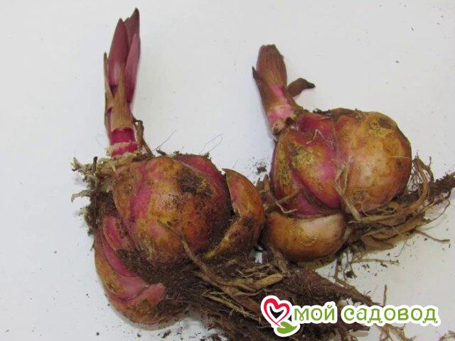 Лилия Мистик Лэйс